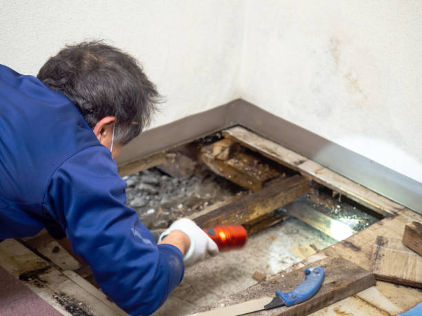 Certified Mold Removal in Baxley, GA