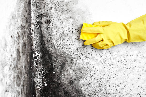 Trusted Baxley, GA Mold Removal Experts