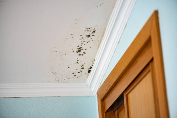 Best Mold Testing  in Baxley, GA