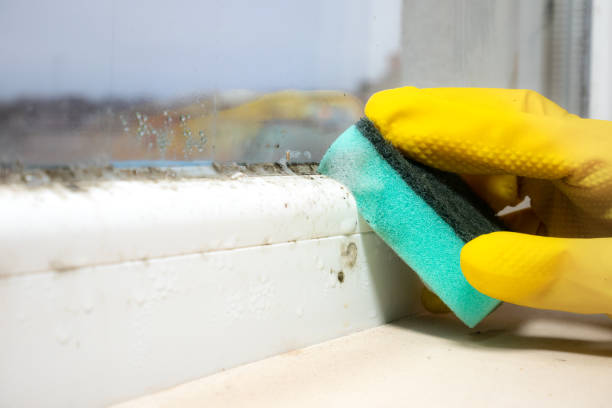 Best Black Mold Removal  in Baxley, GA