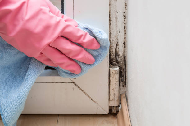 Best Office Mold Removal Services  in Baxley, GA
